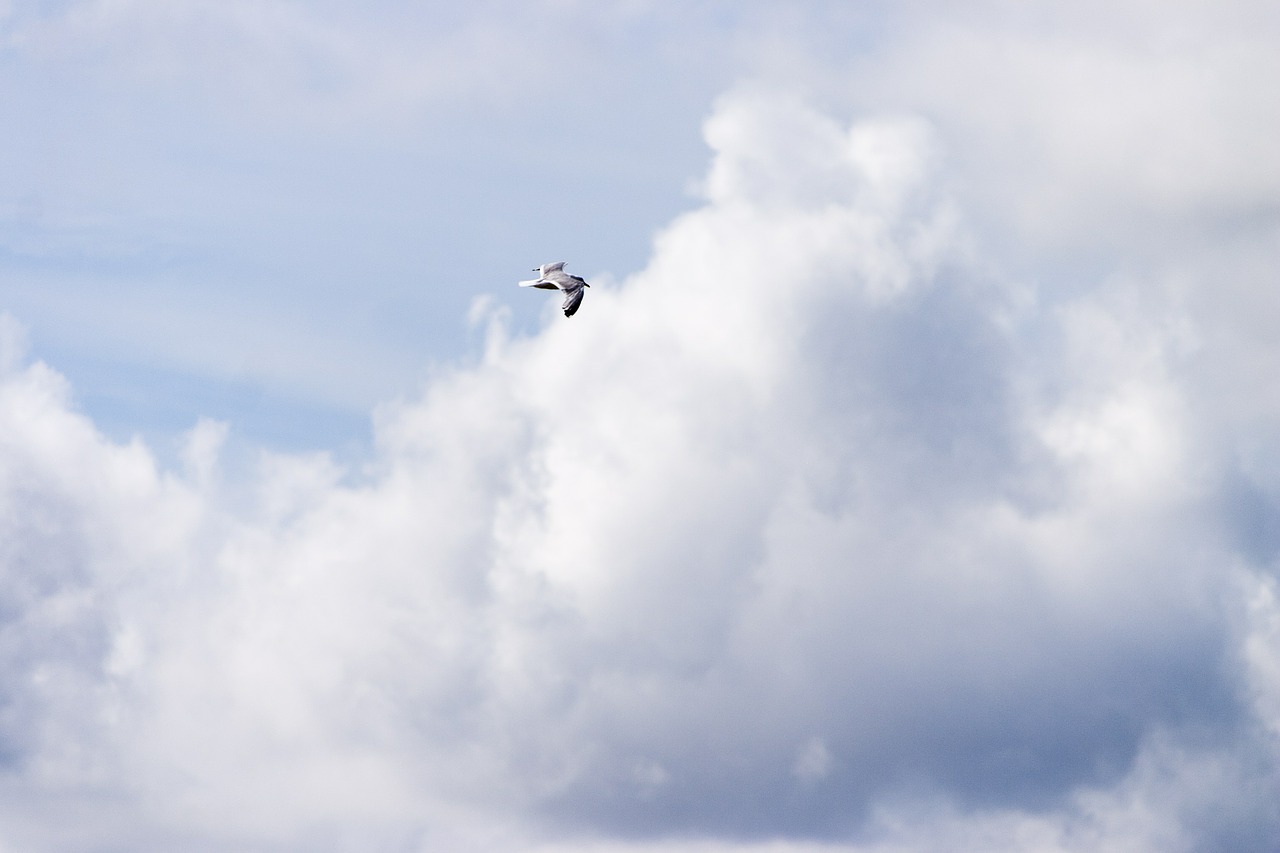 seagull sky clouds free photo