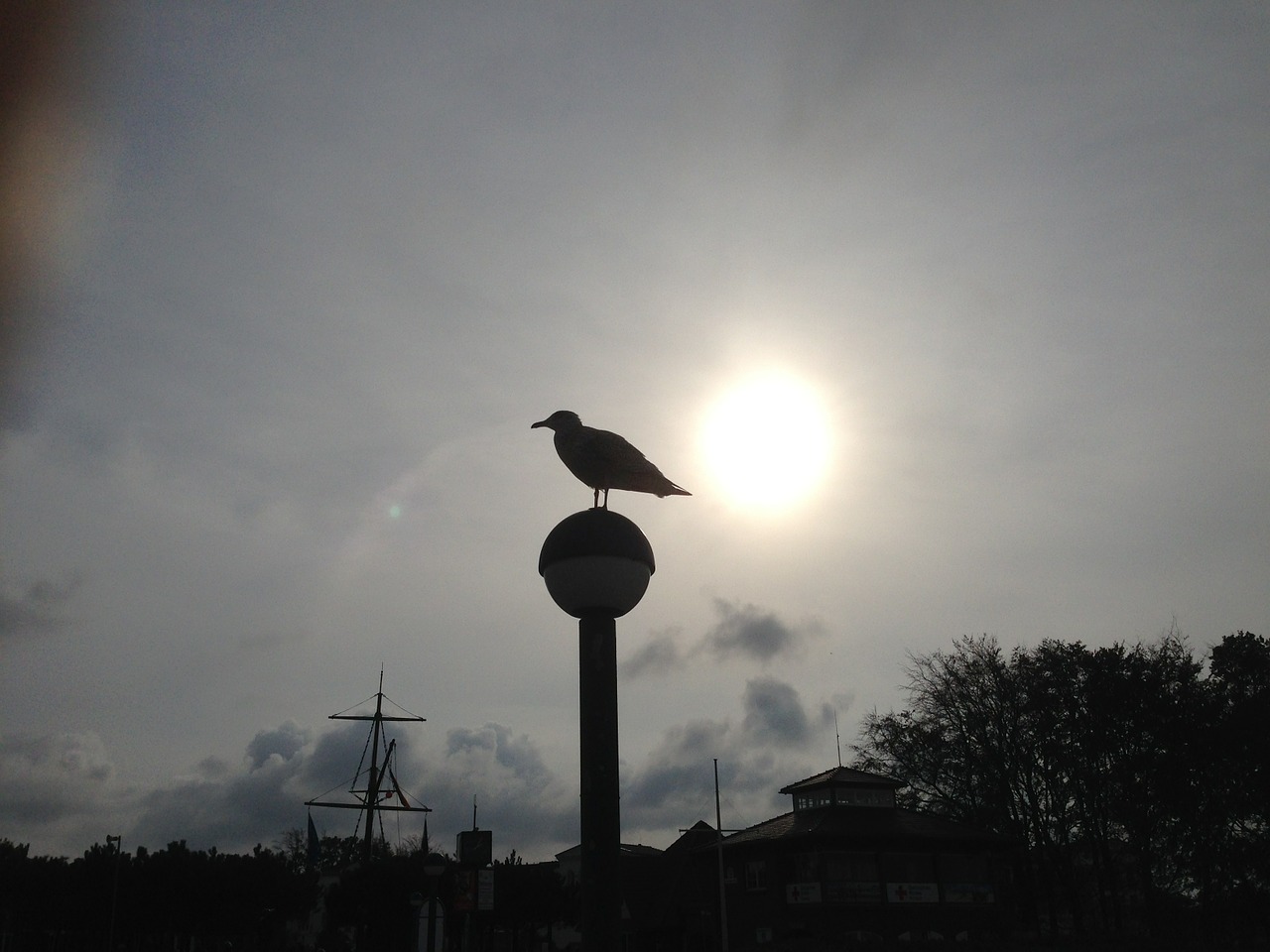 seagull back light baltic sea free photo