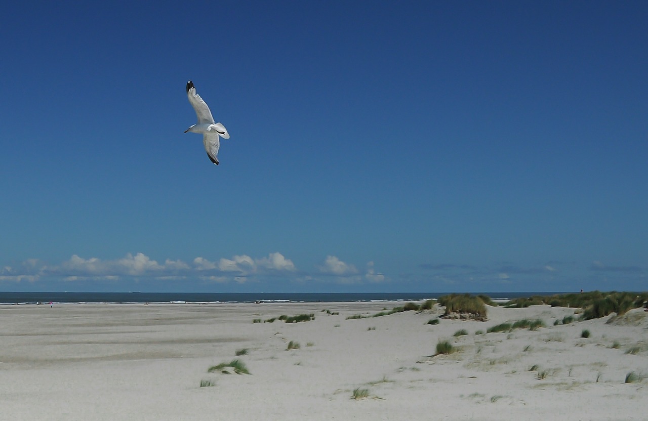 seagull beach sky free photo