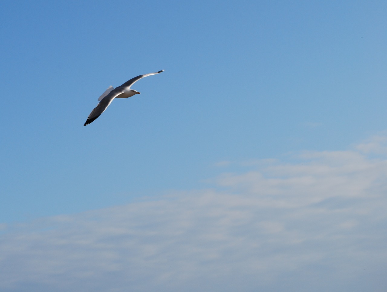 seagull fly ala free photo