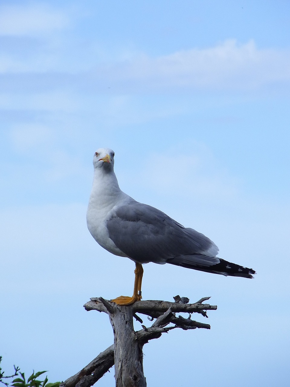 seagull bird nature free photo