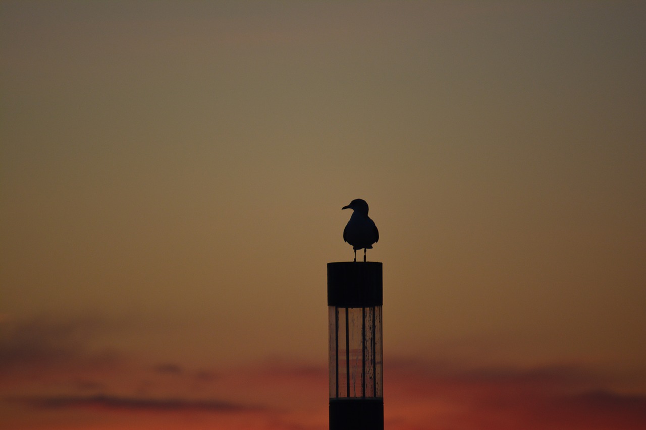 seagull sunset outline free photo