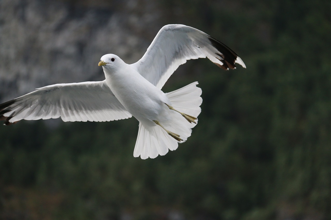 seagull bird flying free photo