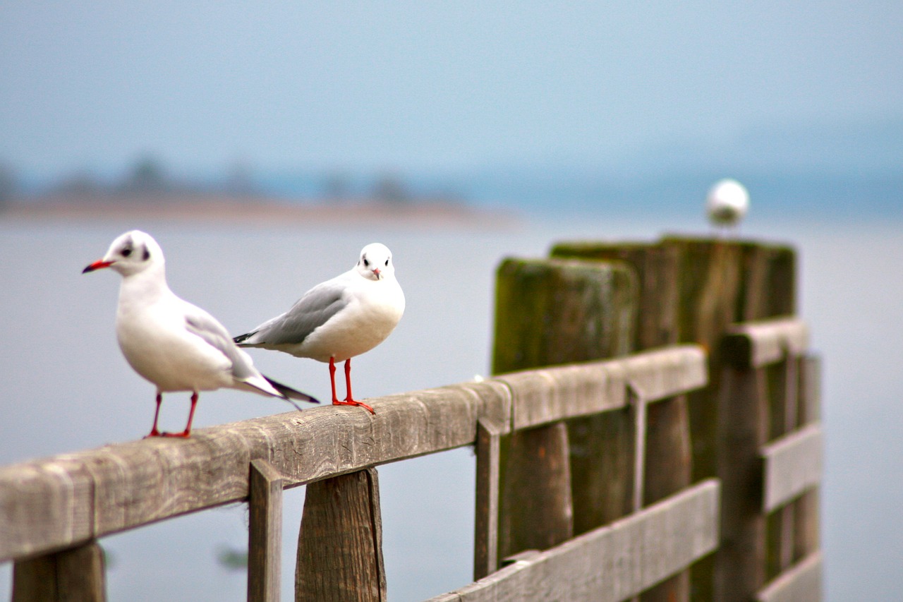 seagull nature chiemsee free photo