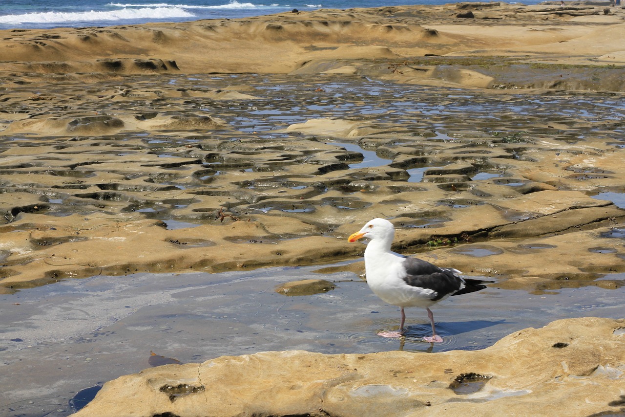seagull encinitas tidal pool free photo