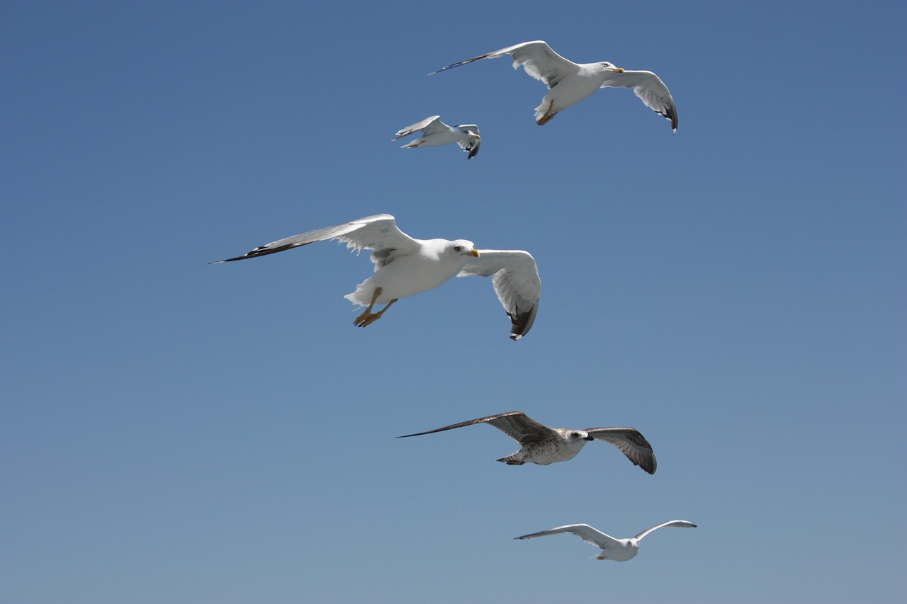 seagull sky bird free photo