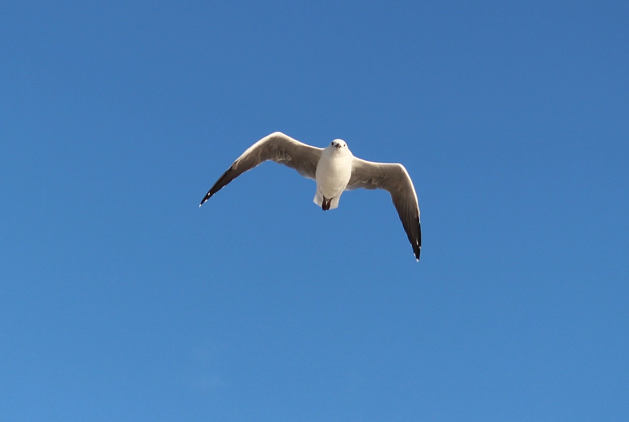 seagull flight wing beat free photo