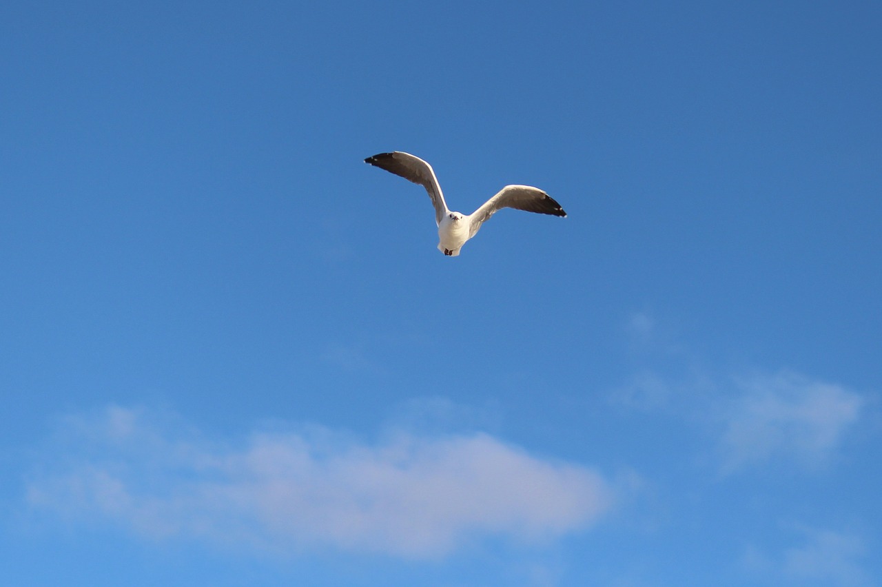seagull flight wing beat free photo