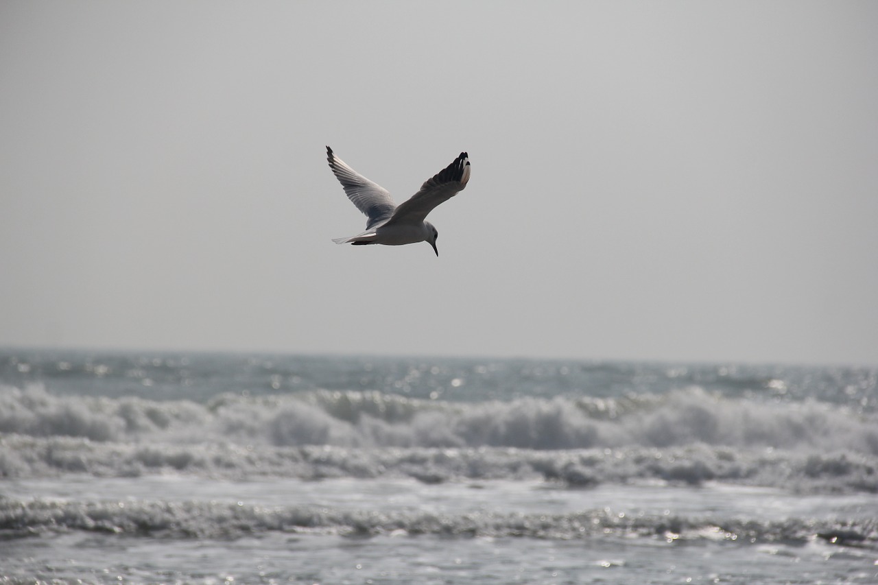 seagull the sea sky free photo