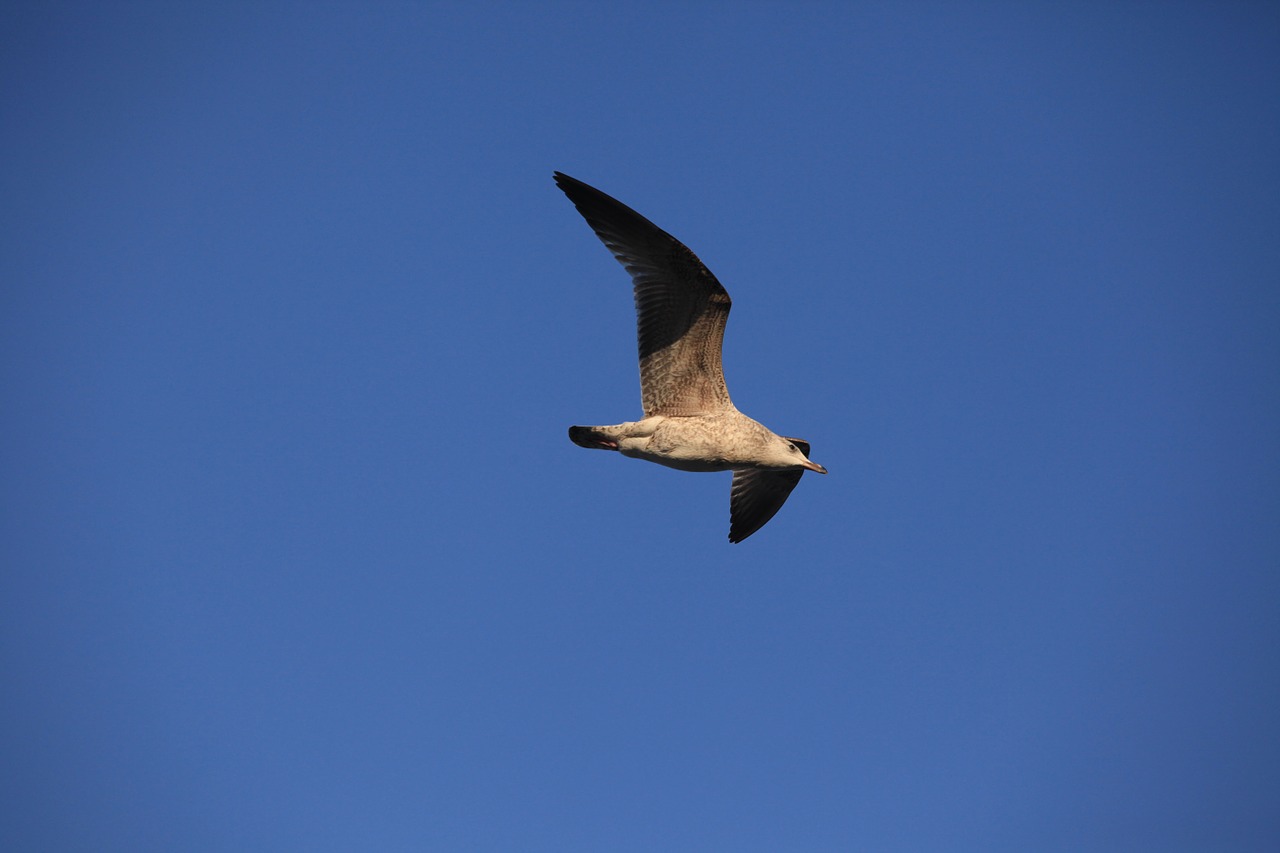 seagull bird blue sky free photo