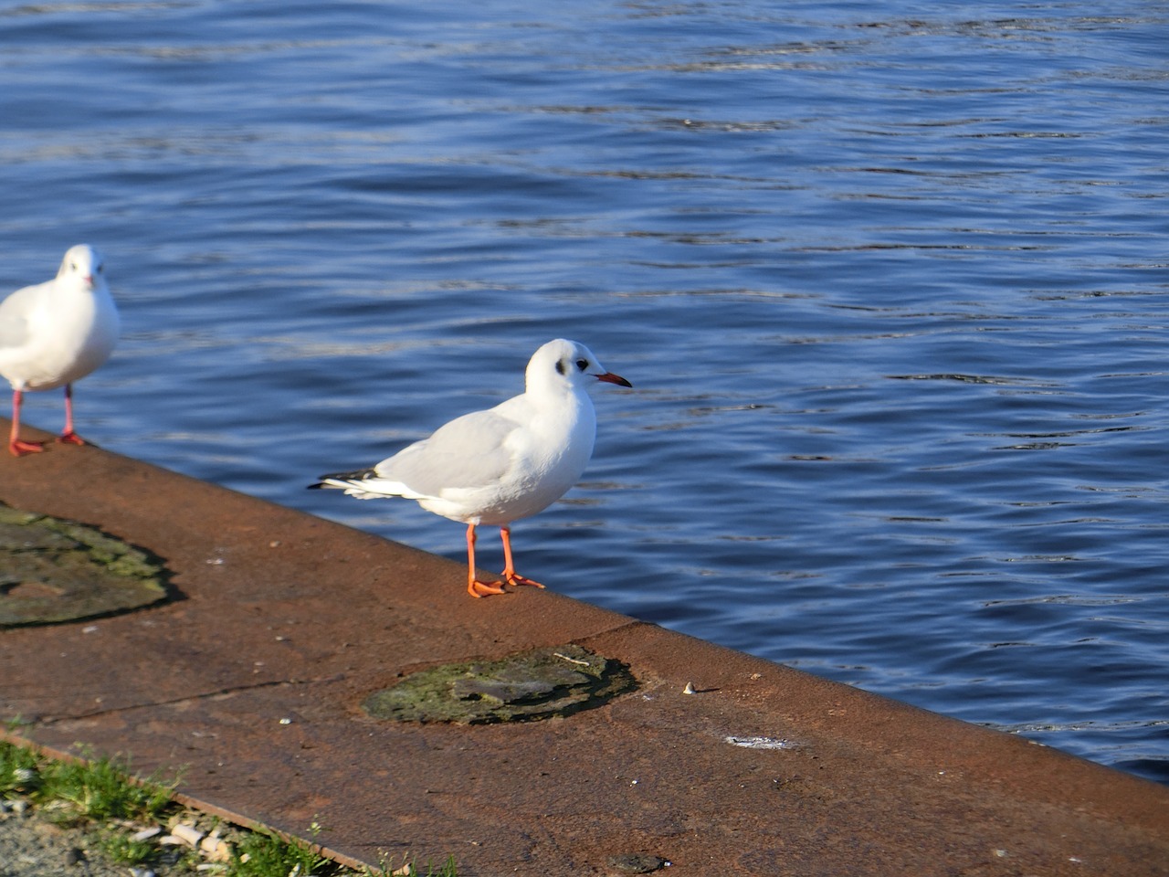 seagull bird sea free photo