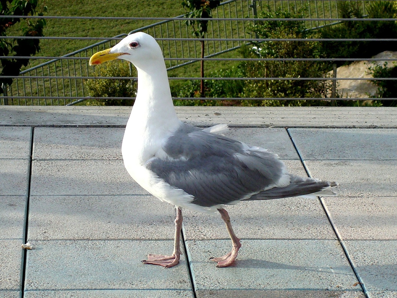 seagull bird walking free photo