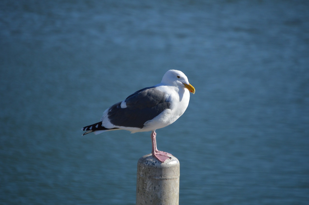 seagull ocean beach free photo