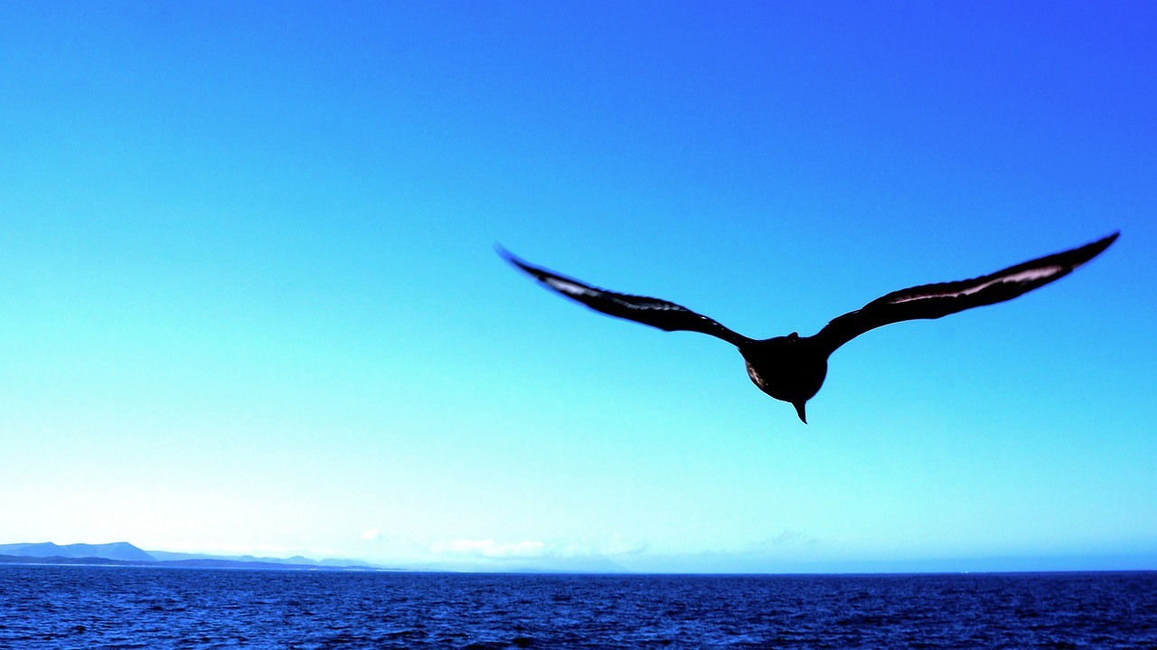 seagull sea bird free photo