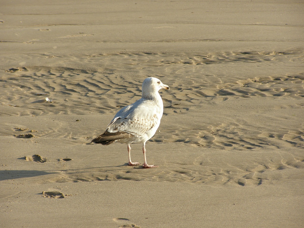 seagull bird sea free photo