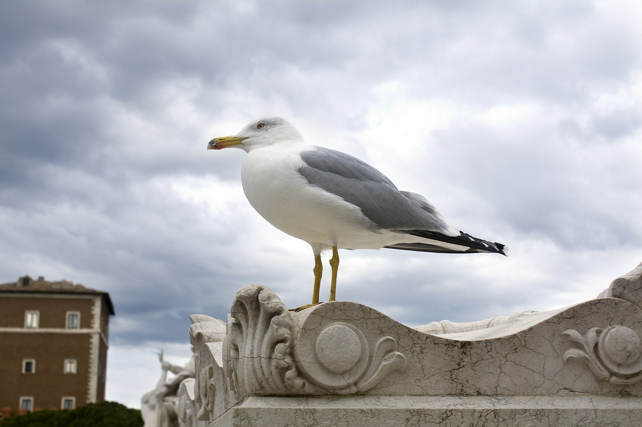 seagull sky bird free photo