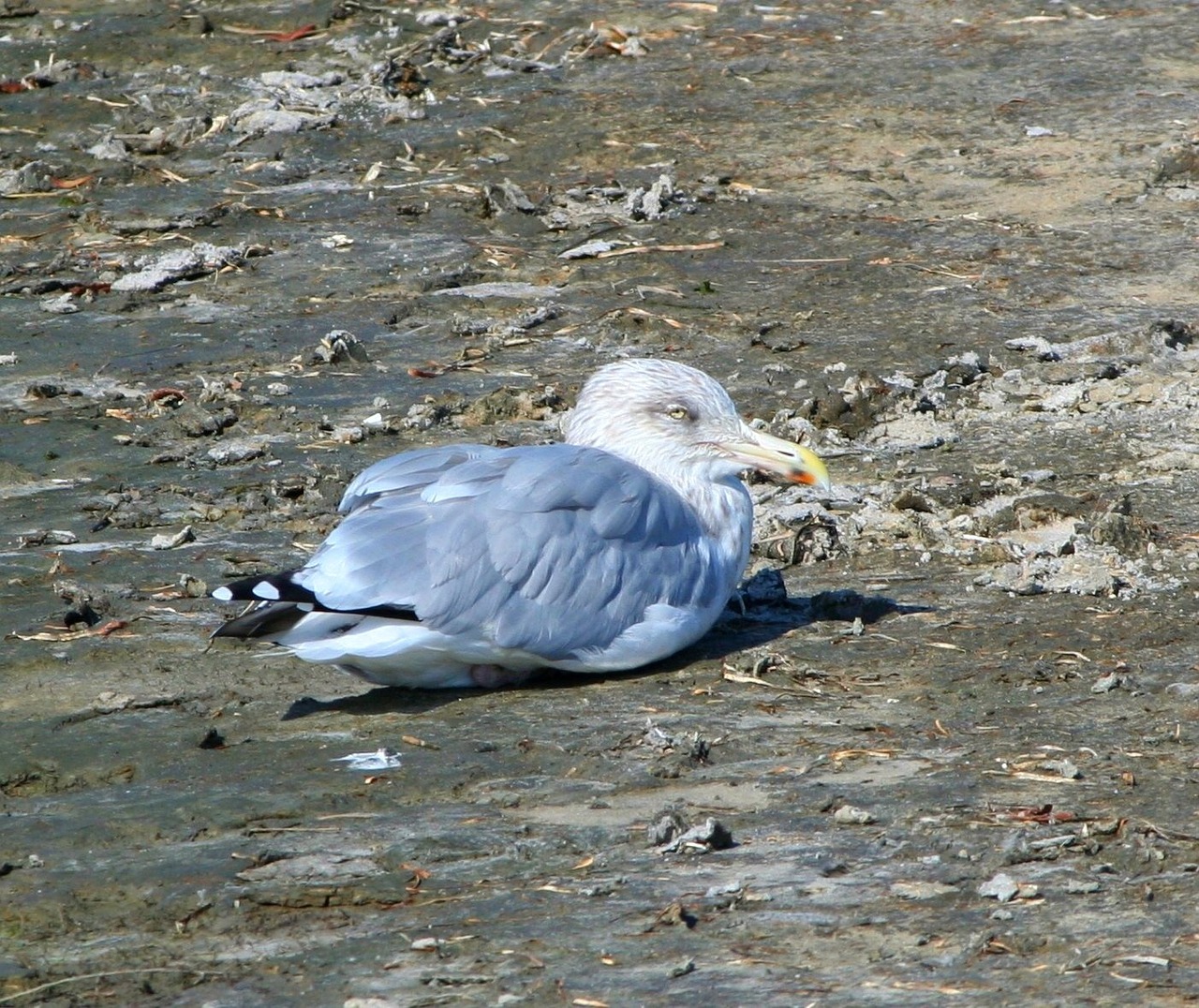 seagull gull waterfowl free photo