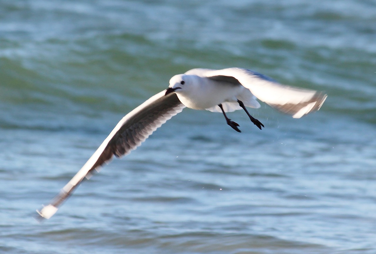 seagull flight beach free photo