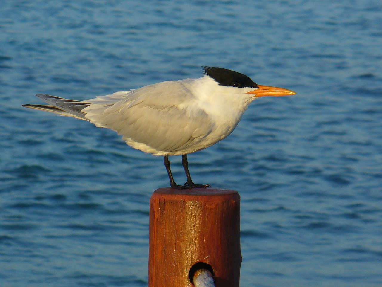 seagull pole water free photo