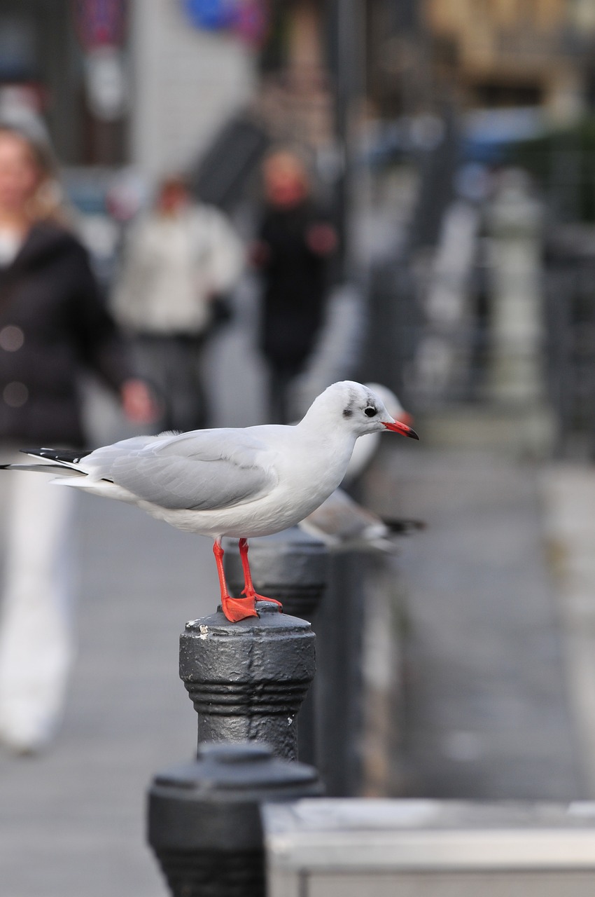 seagull bird animal free photo