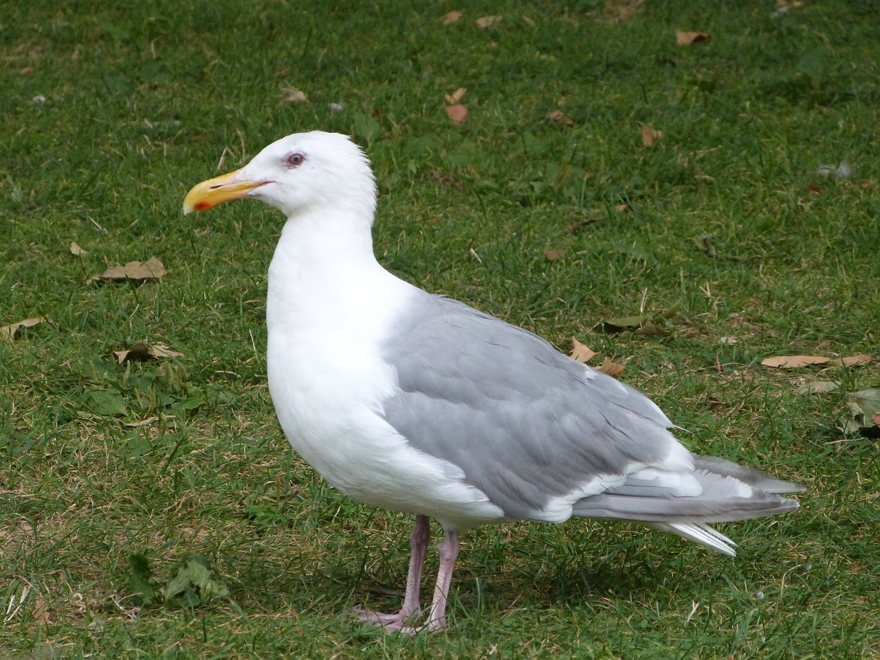 seagull ave bird free photo