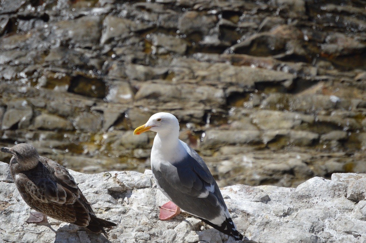 seagull rocks gull free photo