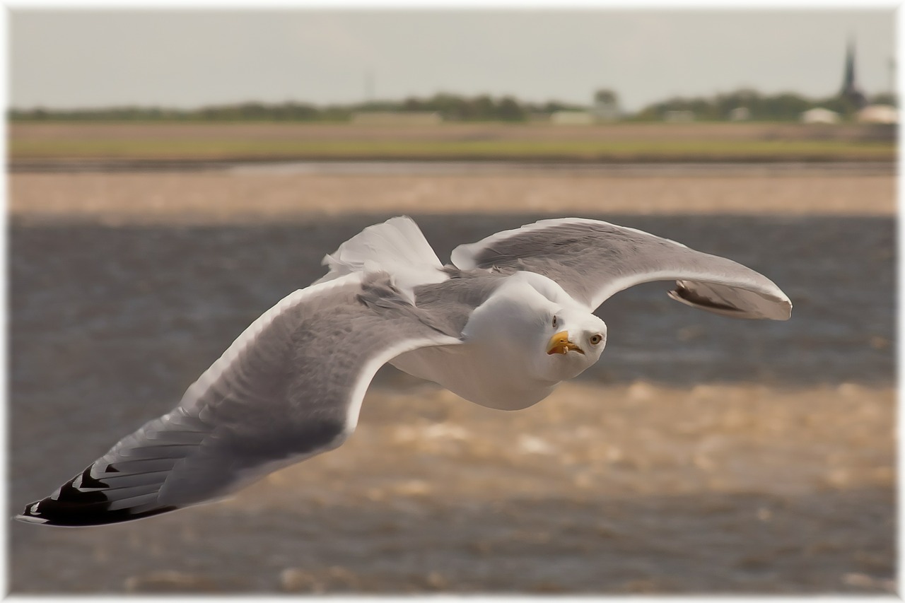 seagull bird fly free photo