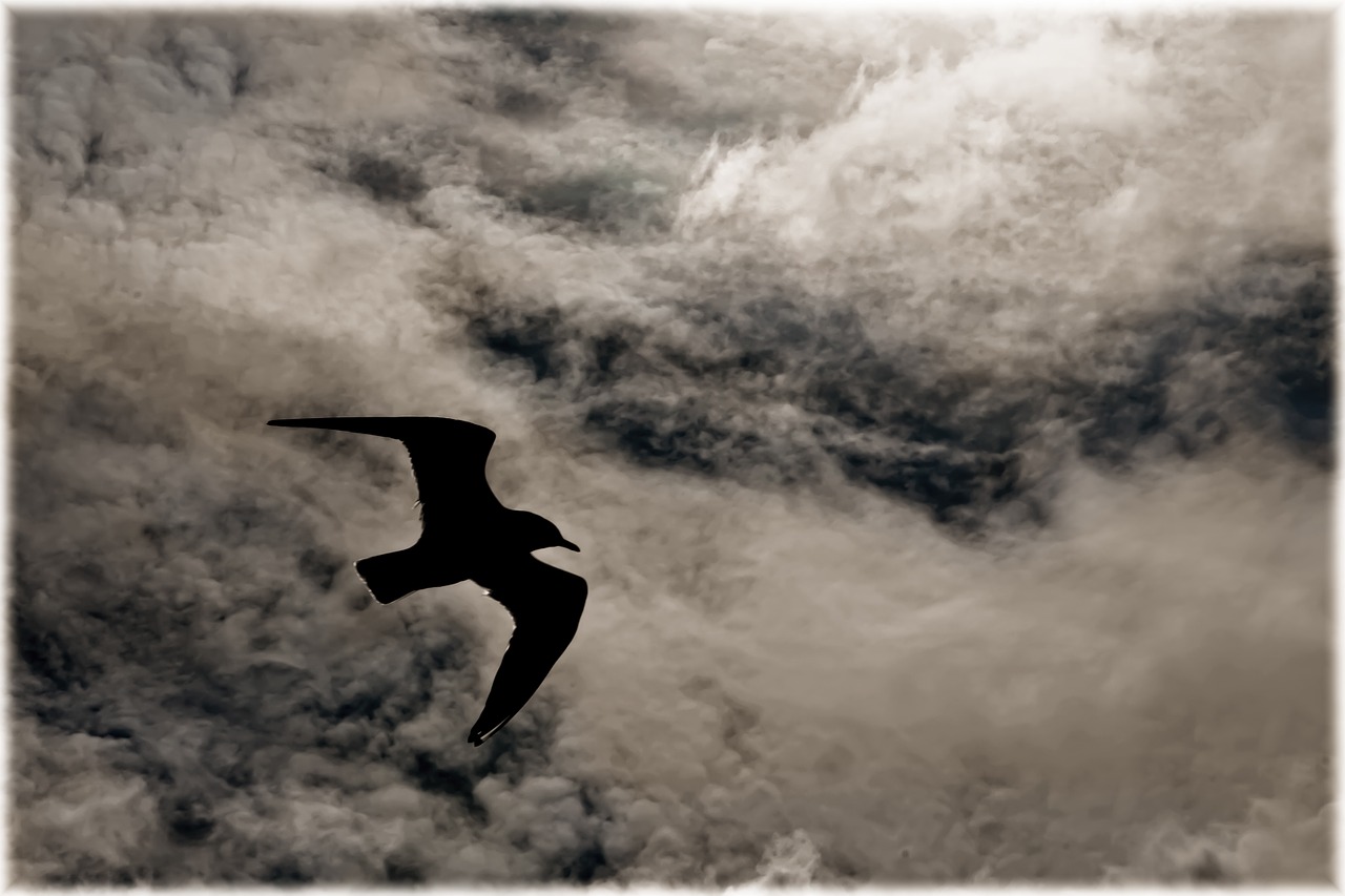 seagull flies bird free photo