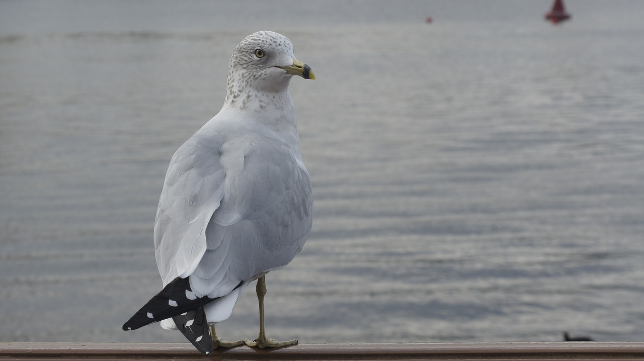 seagull bird water free photo