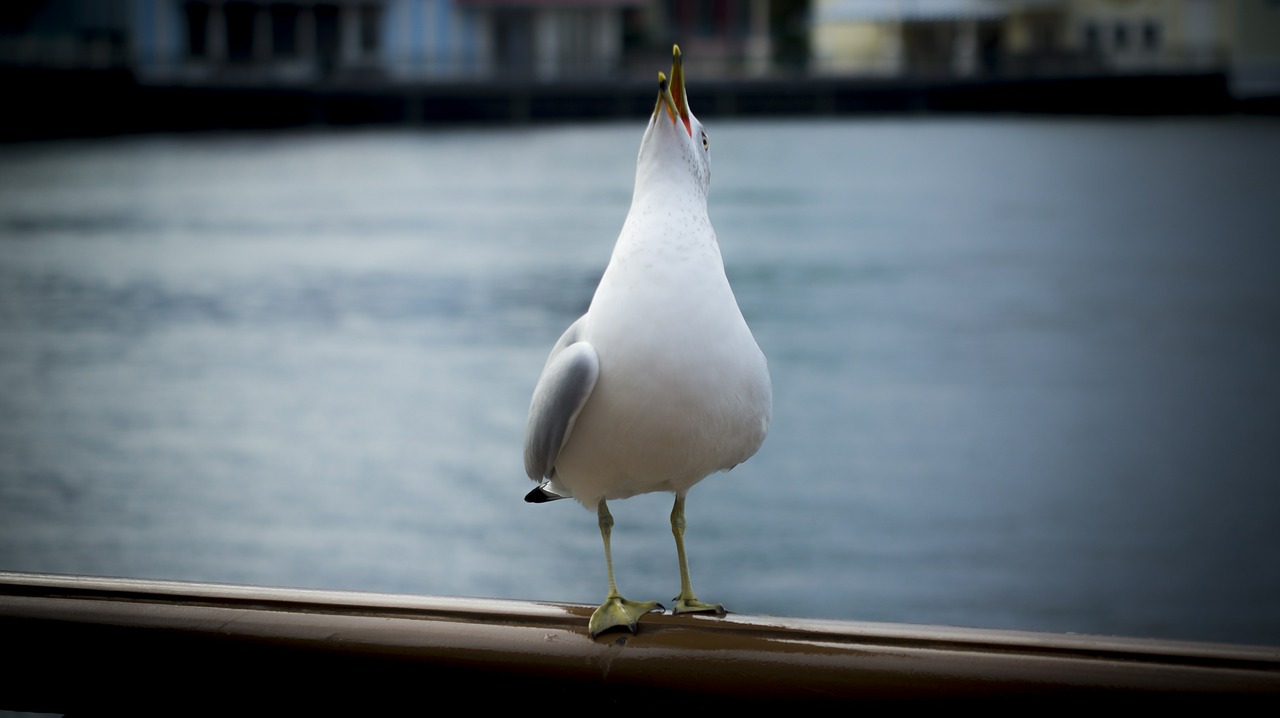 seagull gull water free photo