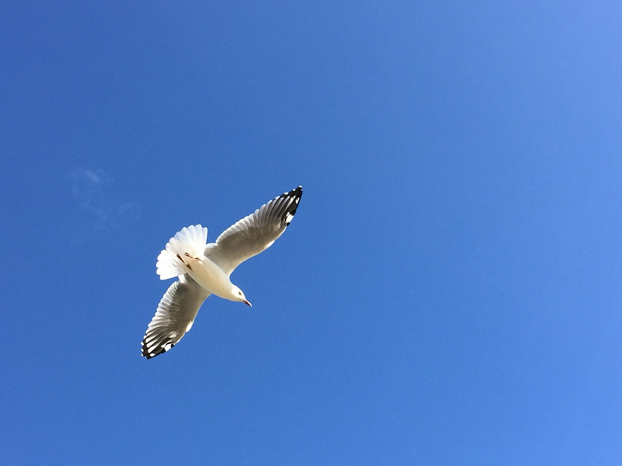 seagull bird sky free photo