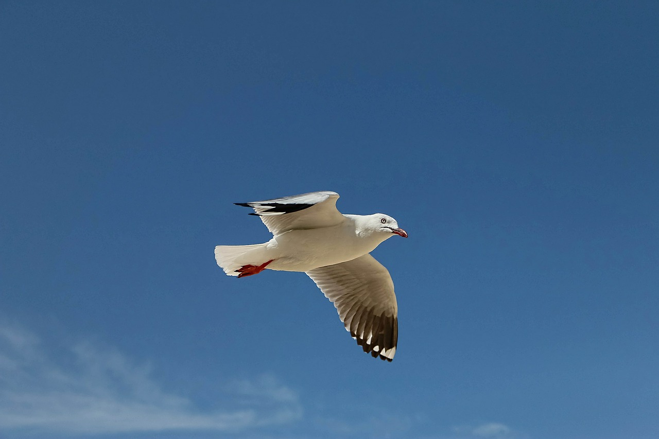 seagull flying birds sky free photo