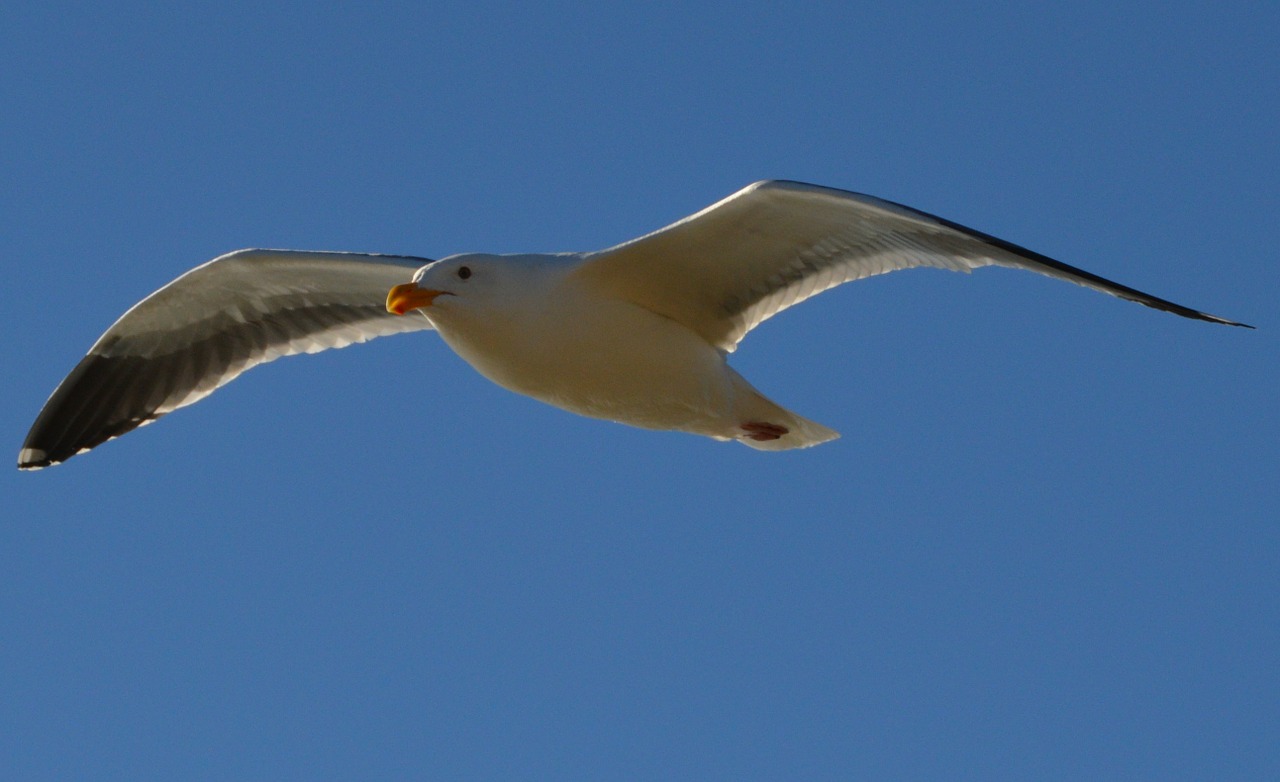 seagull flying gull free photo