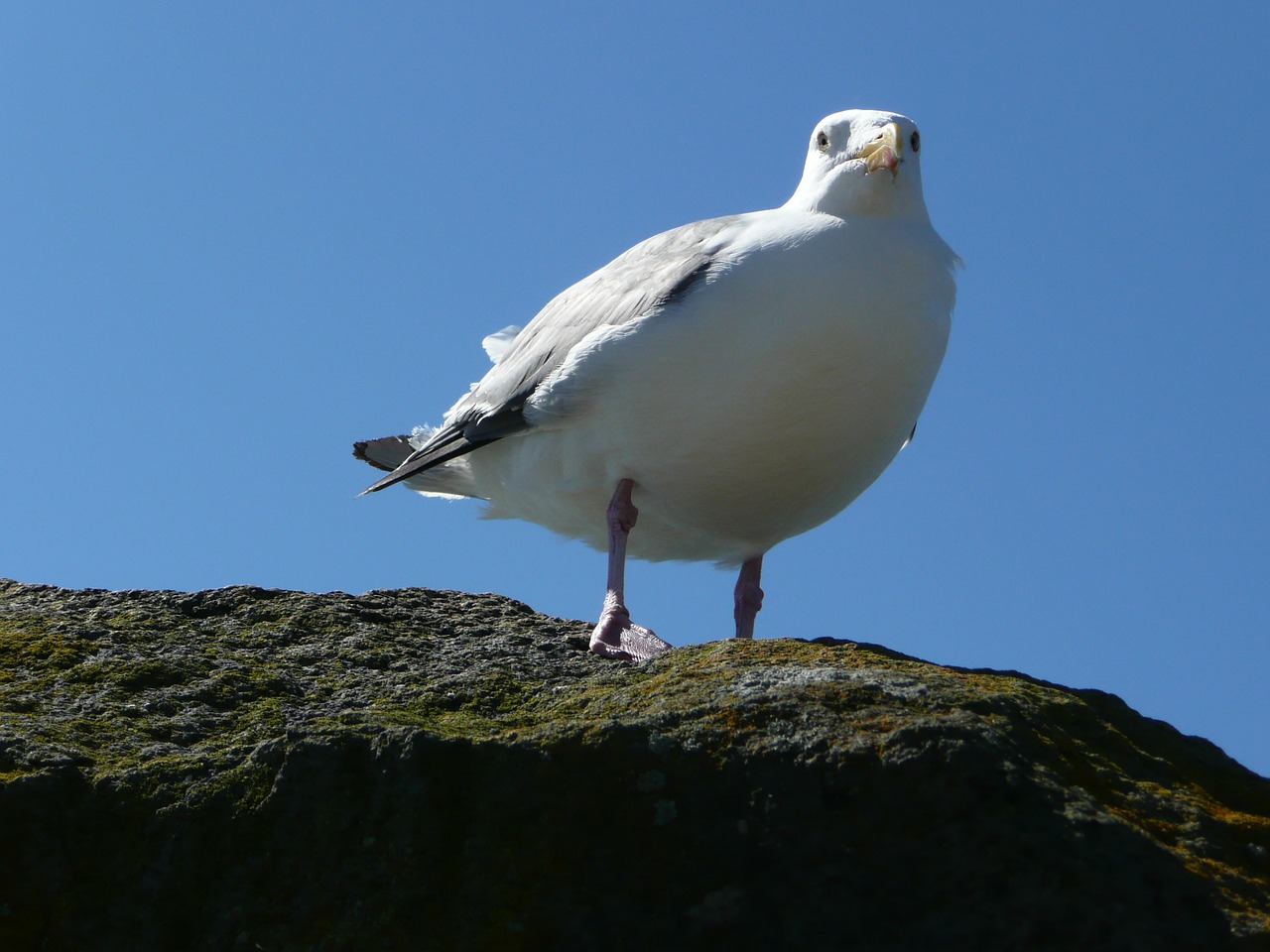 seagull bird pacific free photo