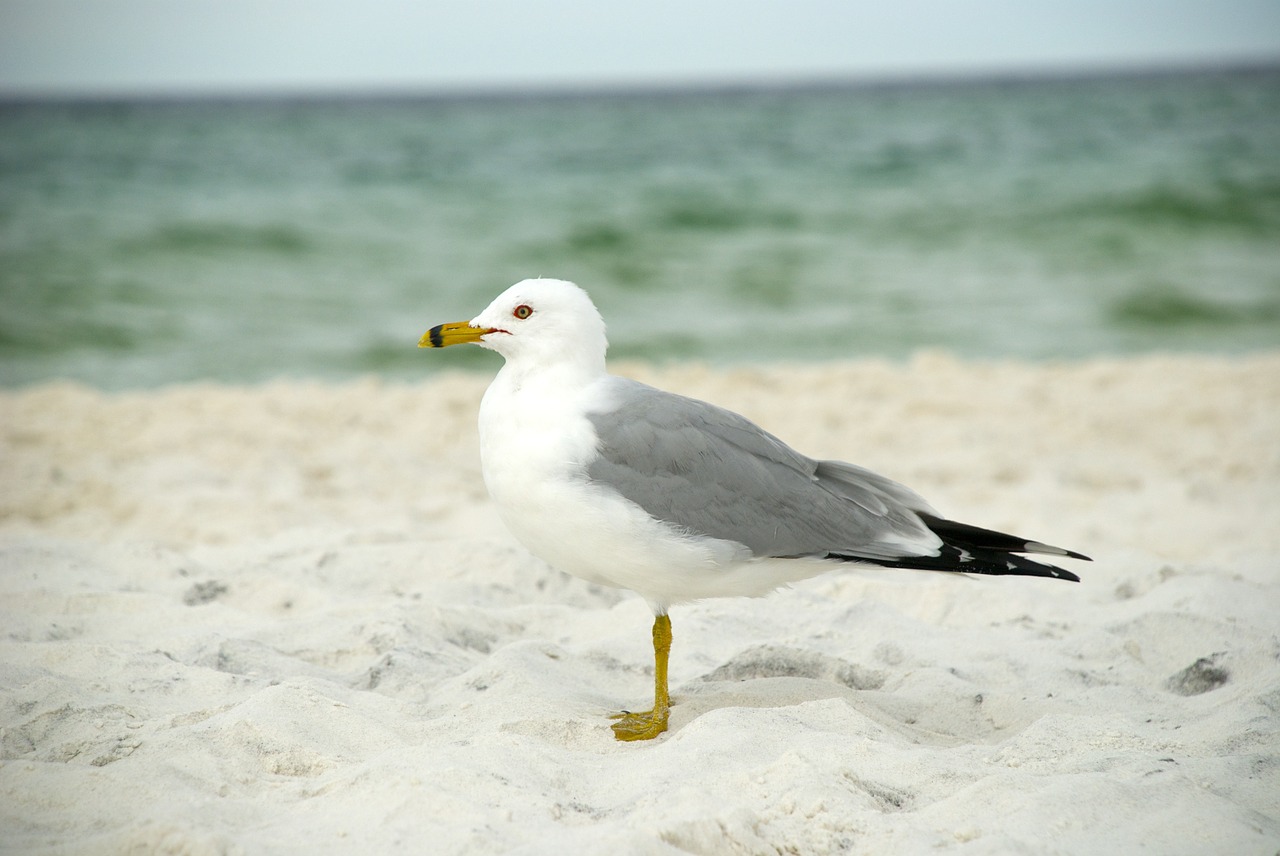 seagull bird beach free photo