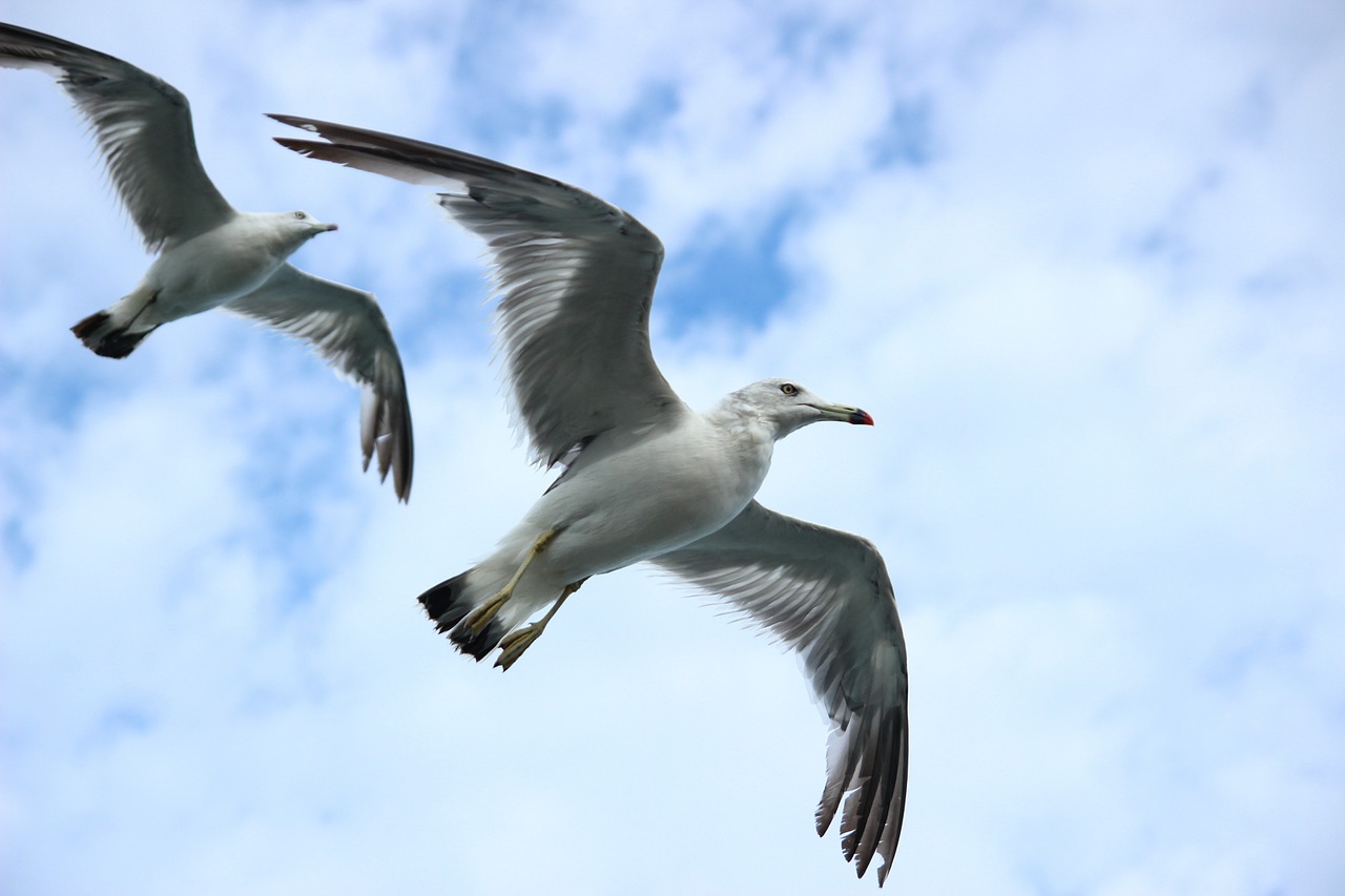 seagull new sea free photo