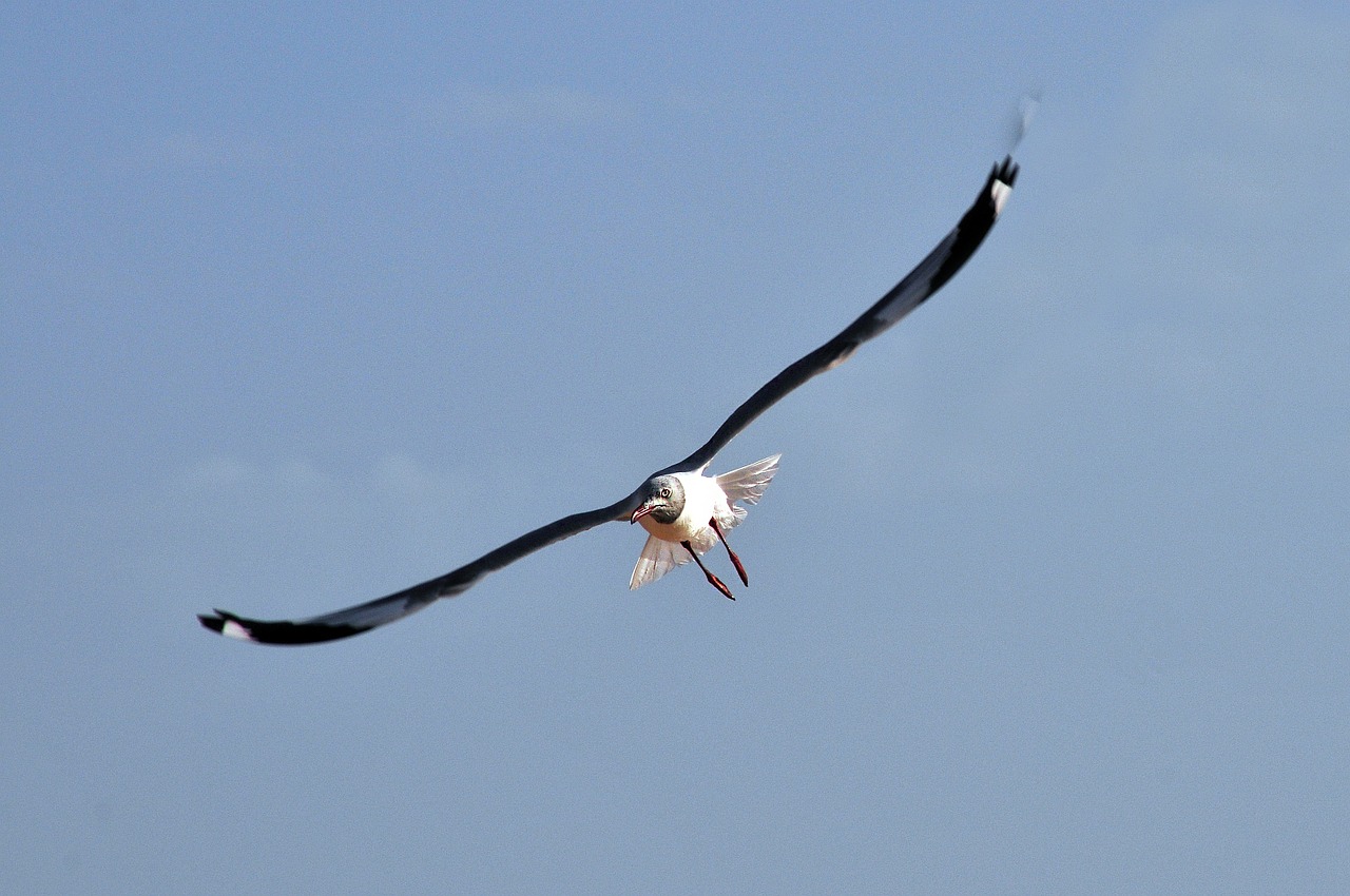 seagull bird flight free photo