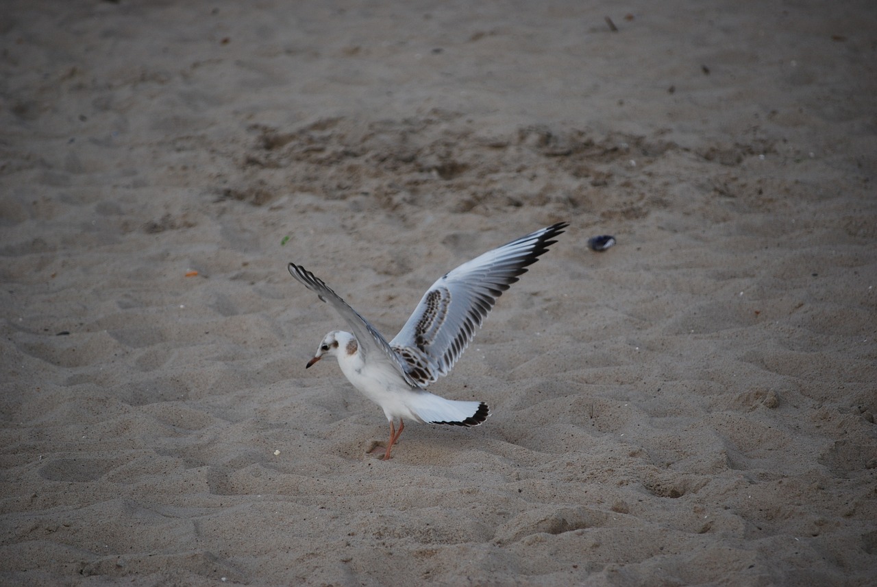 seagull sand sea free photo