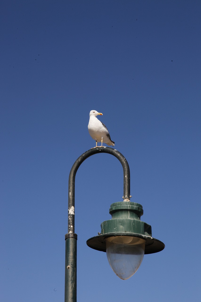 seagull street lamp cadiz free photo