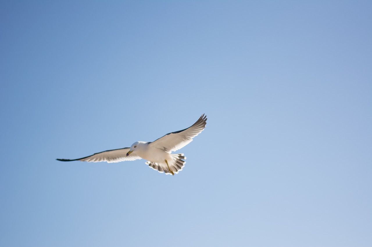 seagull bird sky free photo