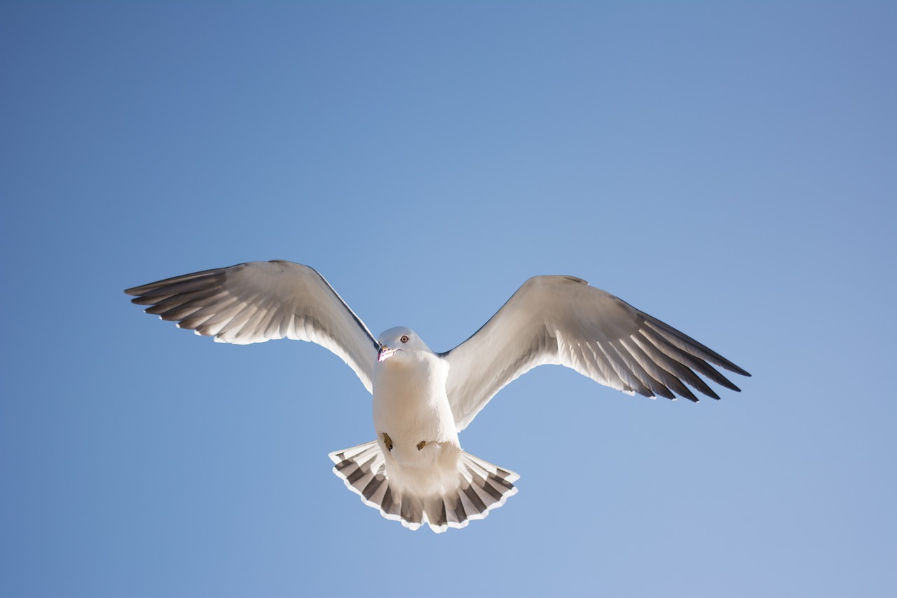 seagull bird sky free photo