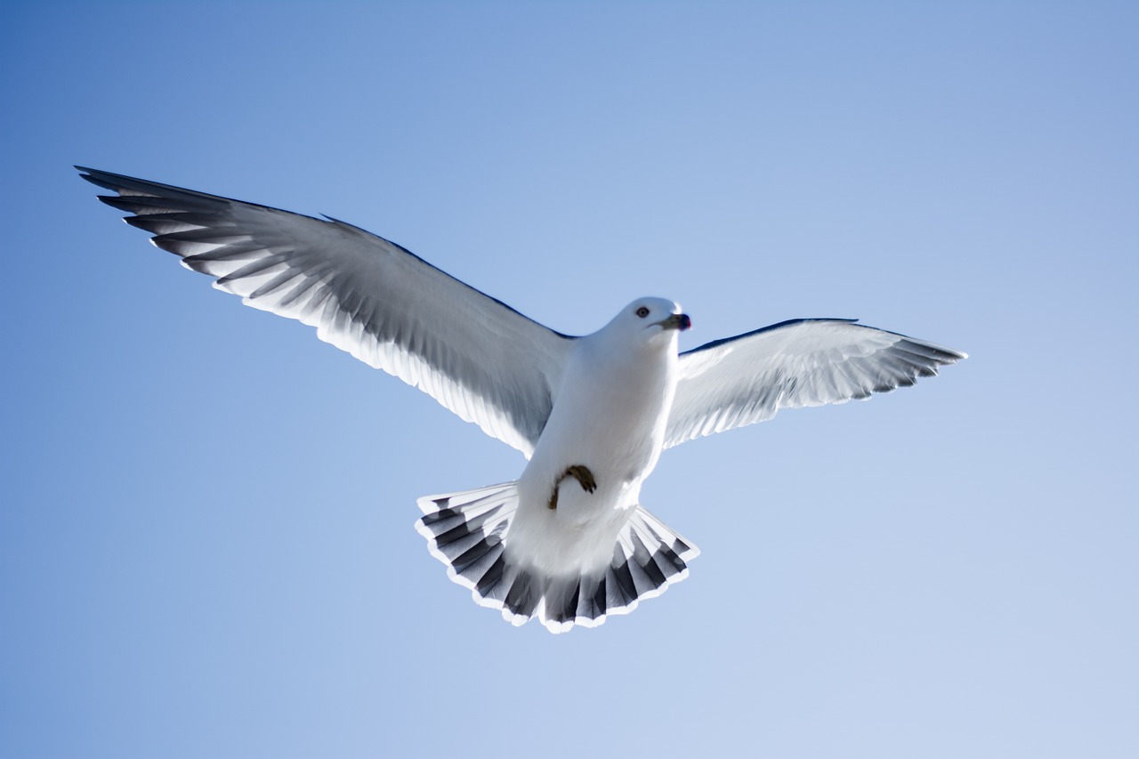 seagull bird sky free photo