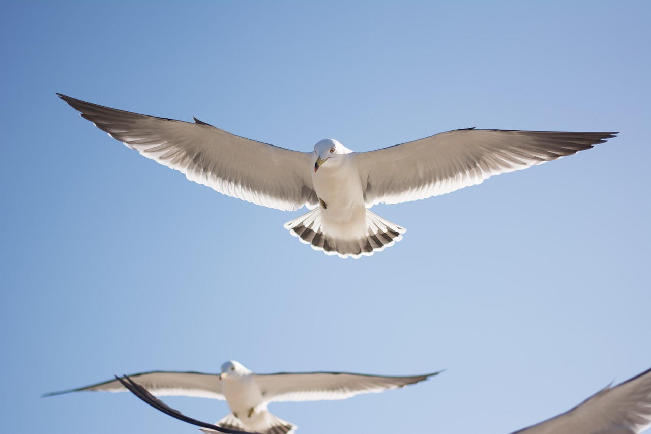 seagull bird sky free photo