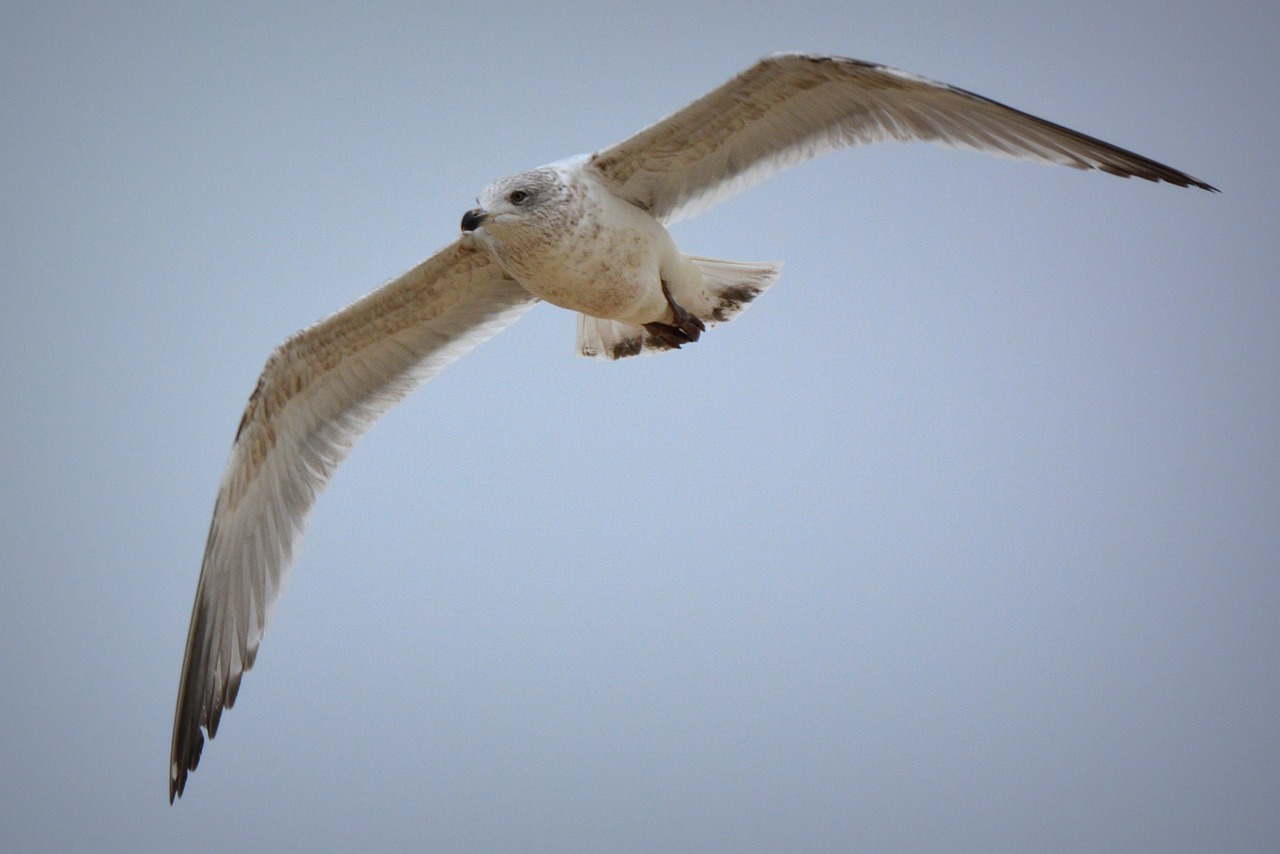 seagull bird fly free photo