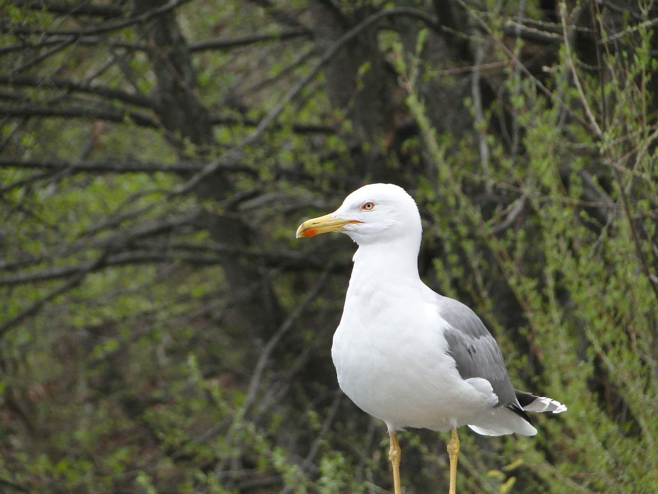 seagull bird nature free photo