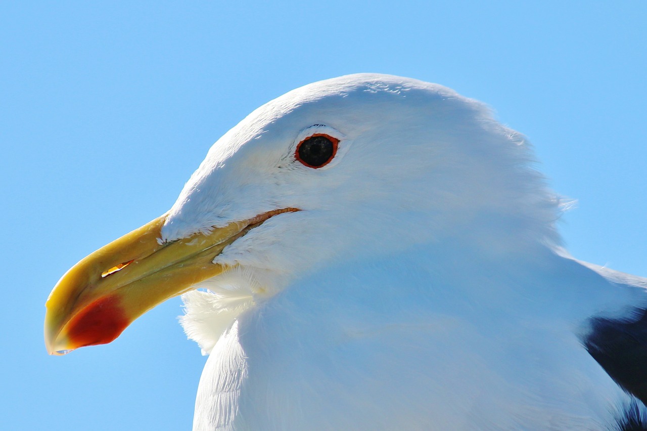 seagull animal portrait close free photo