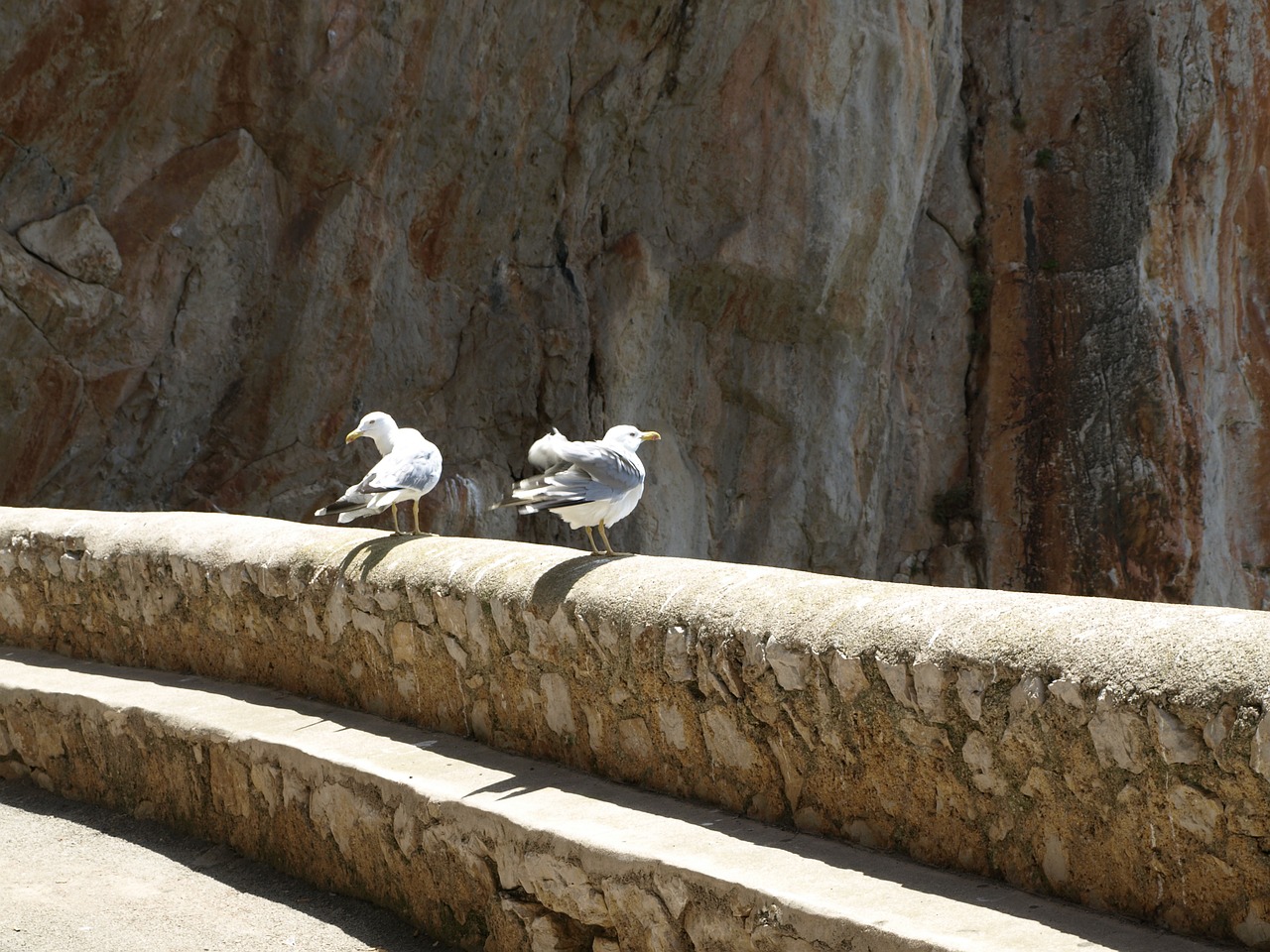 seagull rock bird free photo