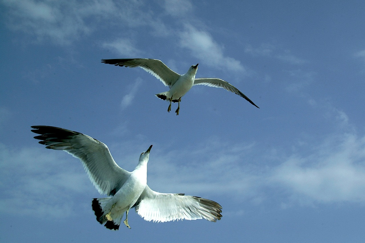 seagull sea sky free photo