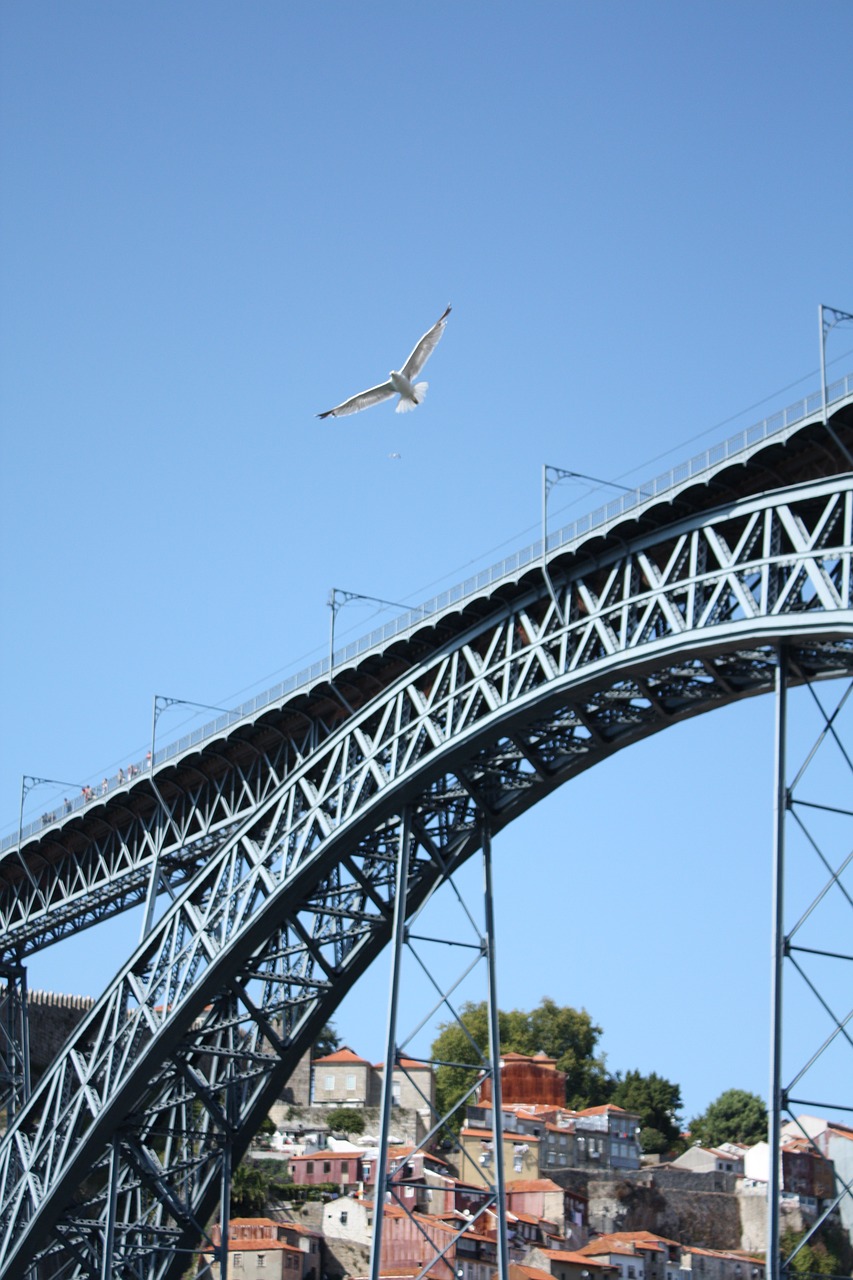 seagull bridge porto free photo