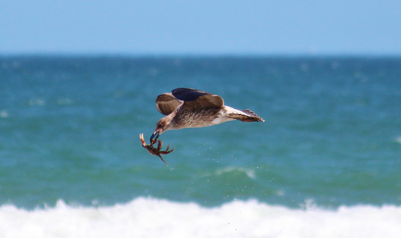 seagull crab fang free photo